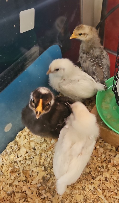 Brook Avenue students raised baby chicks.